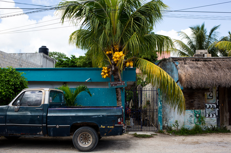 Old Truck and Palm Tree in Tulum Mexico